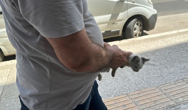 Kedi yavrusu, motor bölümüne girdiği araçların sahiplerine zor anlar yaşattı