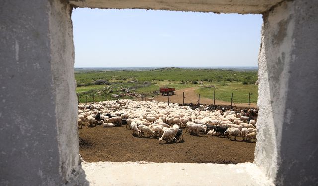 Kurban Bayramı öncesi mesaileri arttı