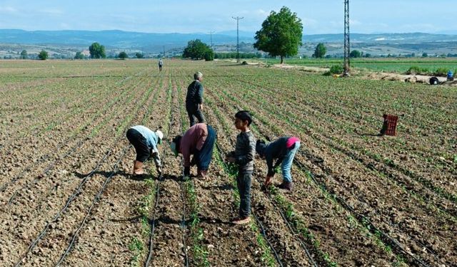 Tarım işçisi çocuklar için çözümler üretilmeli