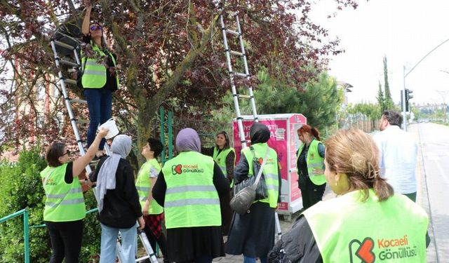 Toplanan erikler komposto olup huzurevine hazırlandı