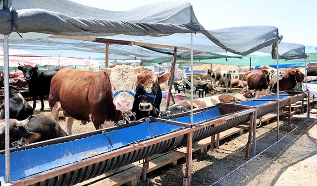 Çerkezköy’de kurbanlık satışları sürüyor