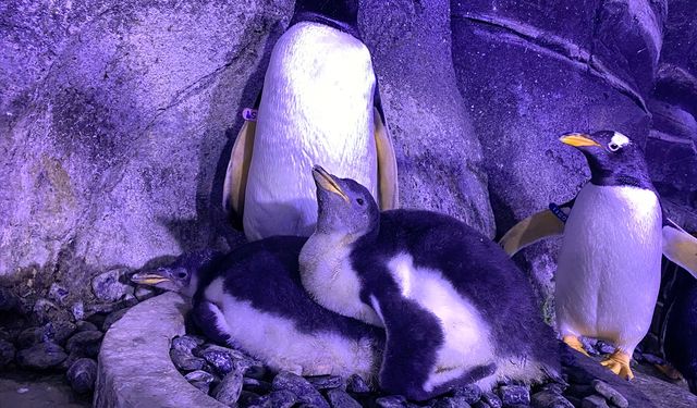 4 gentoo türü penguen doğdu