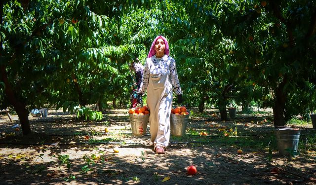 Bursa şeftalisi Avrupa sofralarında daha fazla yer alacak