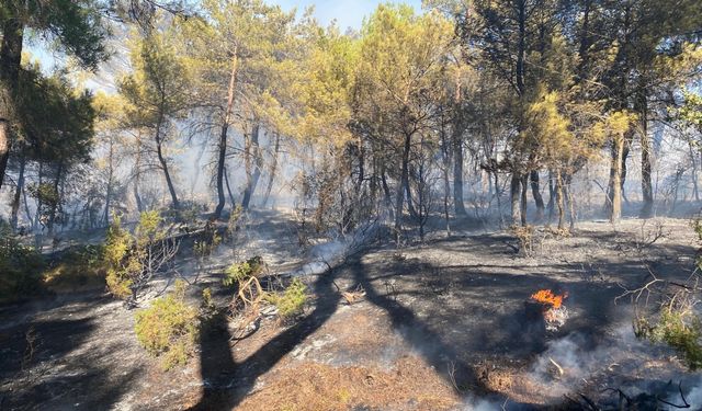 Çanakkale'de çıkan orman yangınına müdahale ediliyor