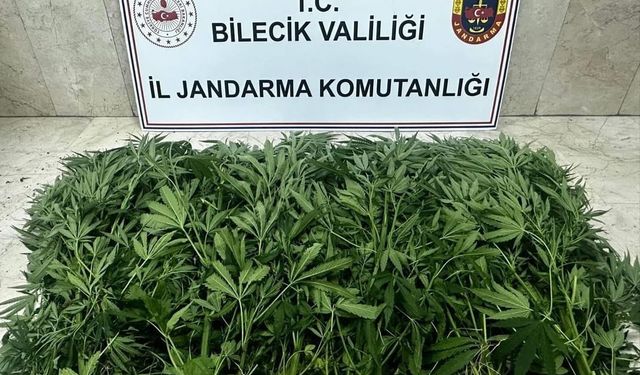 Hint keneviri yetiştirdikleri iddiasıyla 2 zanlı tutuklandı