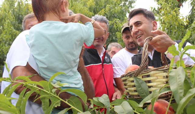 Vali Aygöl şeftali hasadına katıldı