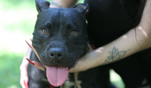 Yangında dumandan etkilenen köpek "Tokyo" yaşam savaşını kazandı