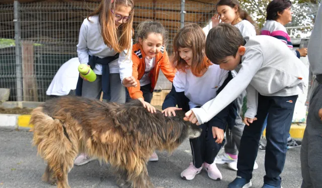 Hayvanları Koruma Kanunu’nda yapılan değişikliğe tepki!