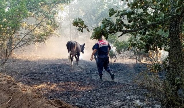 Jandarma ekipleri yangında hayvanları kurtardı