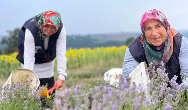 Lavanta hasadı başladı