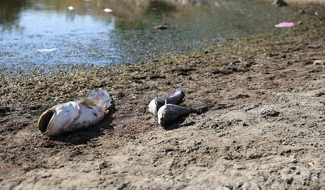 Su seviyesi düşen gölette balıklar öldü