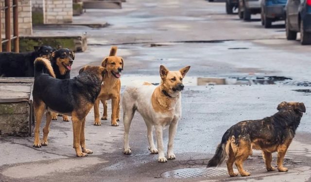 Sahipsiz köpeklerin saldırdığı zihinsel engelli kişi hayatını kaybetti