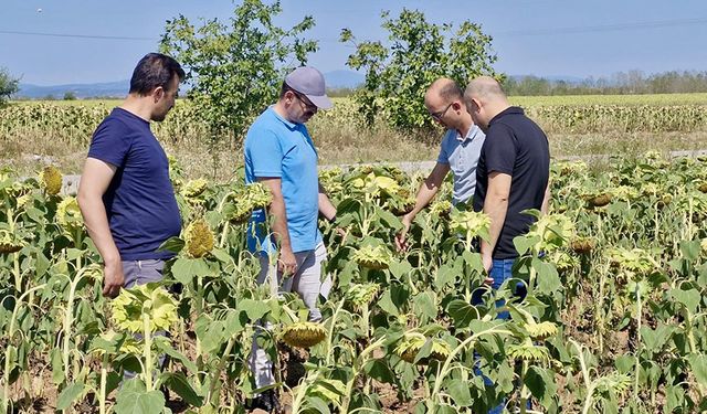 Emiralioğlu, Kırklareli'nde ayçiçeği tarlalarını inceledi