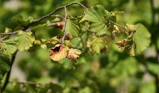 Olgunlaşmadan dökülen fındıkta verim beklentisi düştü