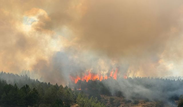 Ormanlık alanda çıkan yangına müdahale ediliyor