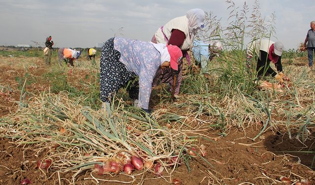 Tekirdağ soğanında hasat başladı