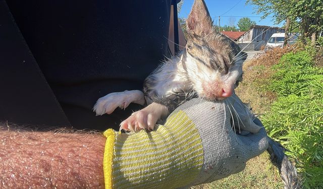 Yangında dumandan etkilenen kedi yavrusunu itfaiye veterinere yetiştirdi