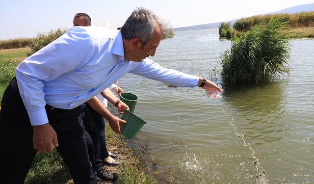 10 milyon yavru sazan balığı baraj ve göletlere bırakıldı