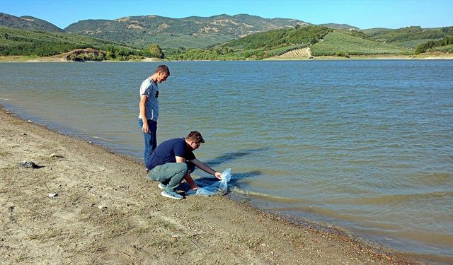 8 bin sazan yavrusu göletlere salındı