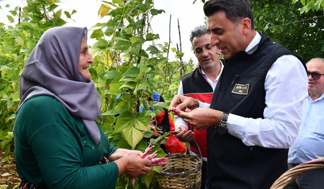 Bilecik'te barbunya hasadı sürüyor