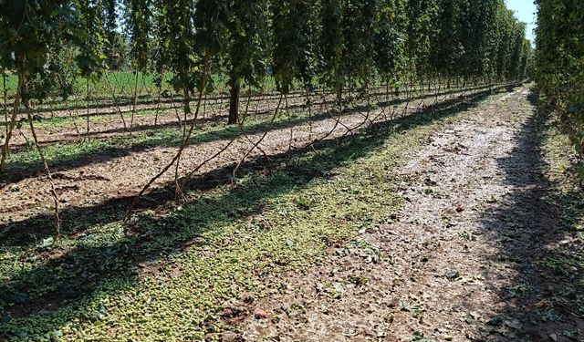 Dolu ve sağanaktan etkilenen arazilerde hasar tespit çalışmaları devam ediyor