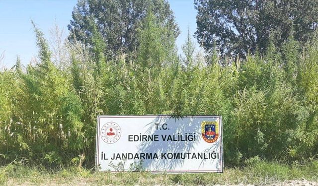 Edirne'de 159 bin kök Hint keneviri tarlada ele geçirildi