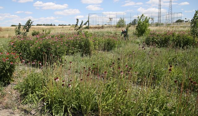 Ekinezya Trakya çiftçisine alternatif tarım ürünü olması amaçlanıyor