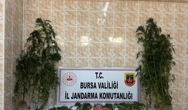 Evinin bahçesinde kenevir yetiştiren zanlı tutuklandı