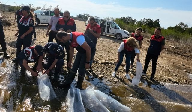 Gölet ve barajlara 205 bin sazan yavrusu bırakıldı