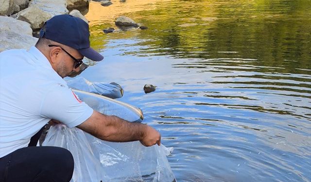 Göletlere 100 bin sazan yavrusu bırakıldı