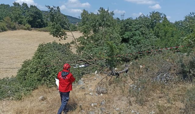 Kestiği ağacın altında kalan kişi öldü