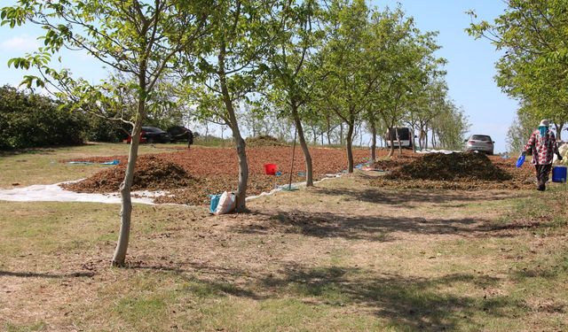 Mevsimlik tarım işçilerinin fındık mesaisi başladı