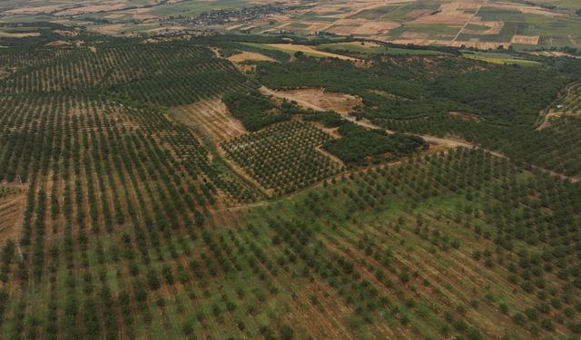 Yapay zeka destekli sulama sistemi verimde artış sağlıyor