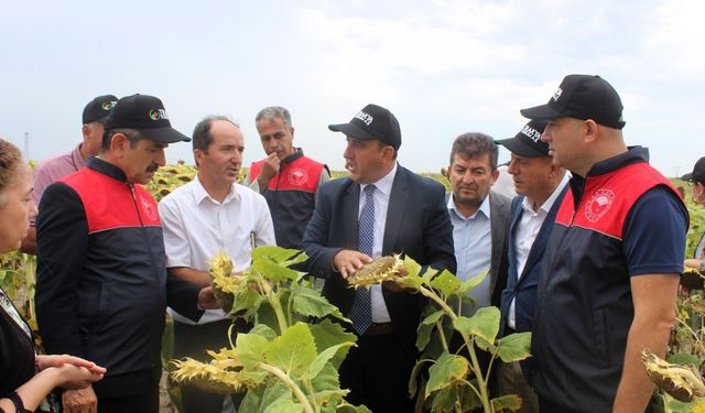 Yerli tohumdan üretilen ayçiçeğinin hasadı Kırklareli'nde yapıldı