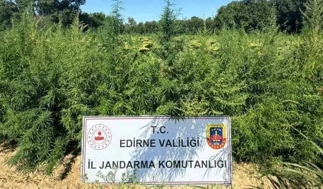 49 bin 500 kök kenevir Edirne'de imha edildi