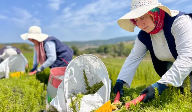 Biberiye hasadı başladı