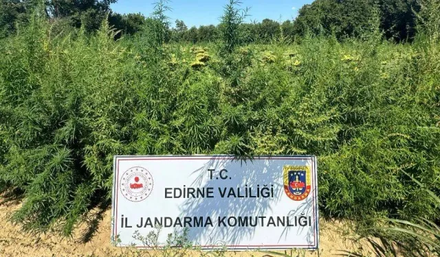 Binlerce kök kenevire el konuldu