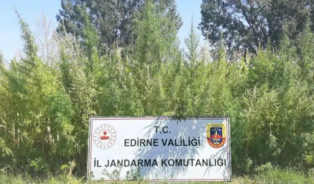 Edirne'de 160 bin kök kenevir imha edildi