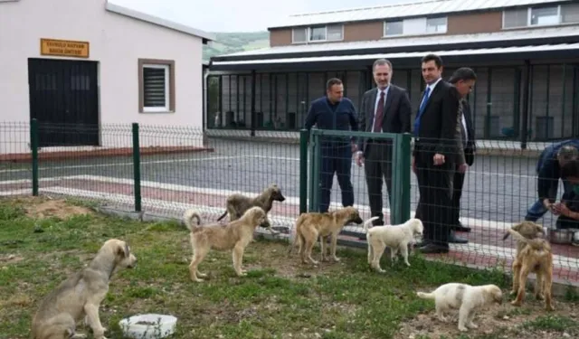 Hayvanları Koruma Kanunu resmi onay aldı