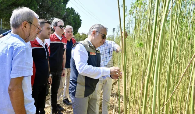 İzinli yetiştirilen kenevirde ilk hasat yapıldı