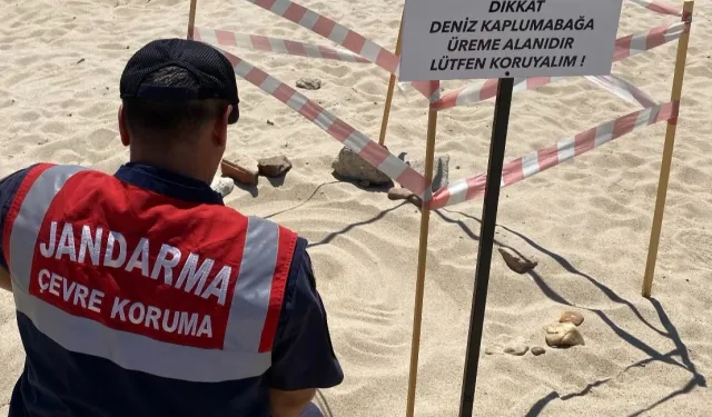 Kaplumbağalara Jandarma'dan özel koruma