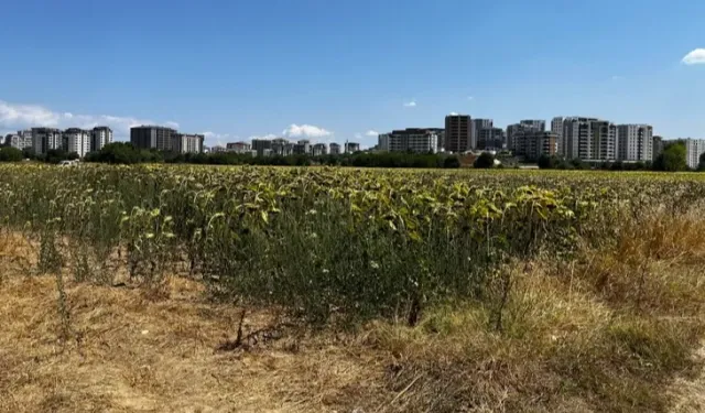 Mısır ve ayçiçeği tarımın gözbebeği oldu