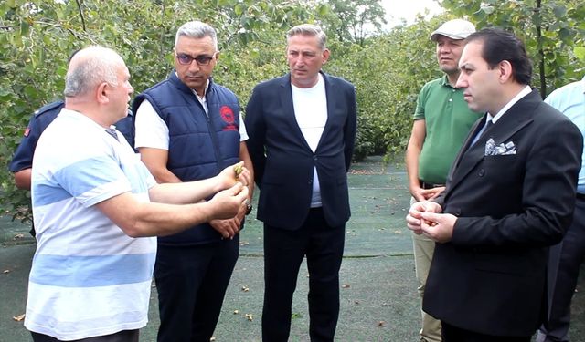 Fındık üreticilerinin "hasat filesi" maliyeti azaltıyor