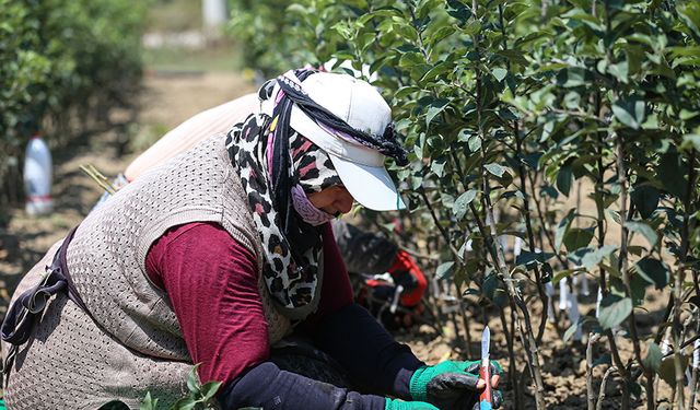 Bursa'da bu çift yıllık 1 milyon meyve fidanı yetiştiriyor