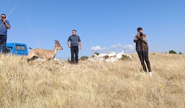 Kazankaya Kanyonu'na 5 dağ keçisi bırakıldı