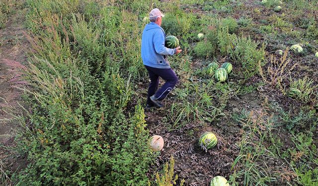 Yöneticilik kariyerinden vazgeçti: Baba ocağında çiftçi oldu