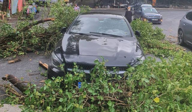 Sarıyer'de seyir halindeki iki aracın üzerine ağaç devrildi