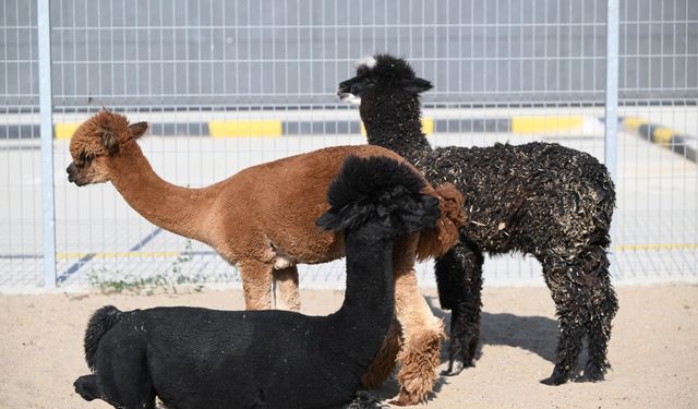 Yurda cins hayvan sokmaya çalışan şüpheli tutuklandı