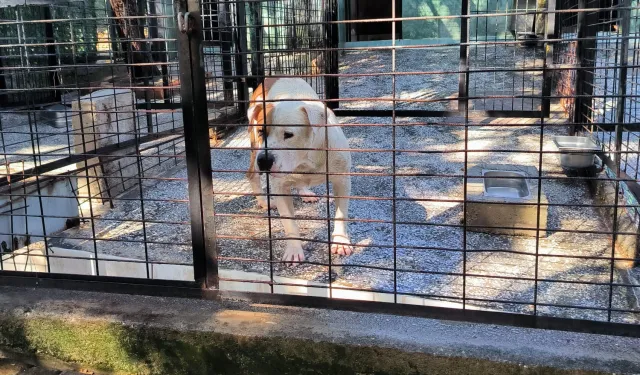 Ata saldıran köpek yakalandı