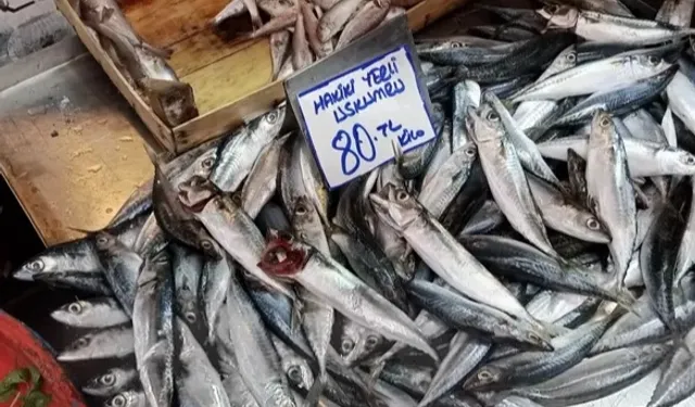 Balık sezonu yoğunluğu başladı